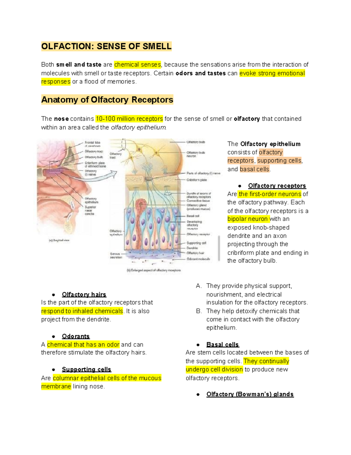 Special Senses - Lecture Notes 7 - OLFACTION: SENSE OF SMELL Both Smell ...