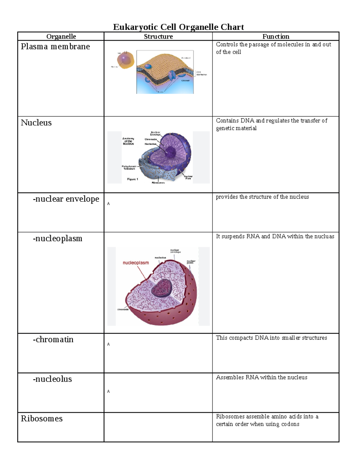 Organelle Chart - Eukaryotic Cell Organelle Chart Organelle Structure ...