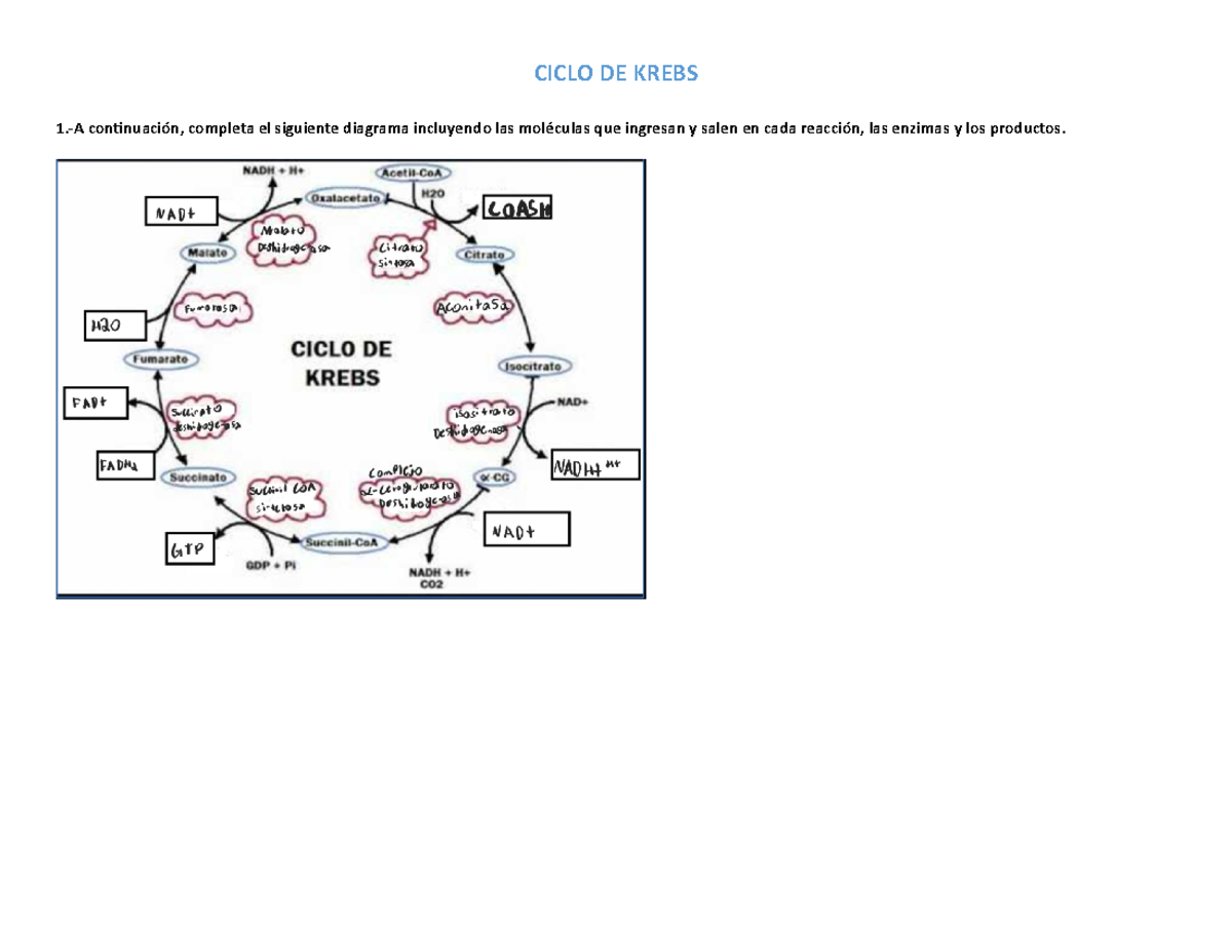 Tarea Ciclo DE Krebs OK Gafafa CICLO DE KREBS 1.A continuación