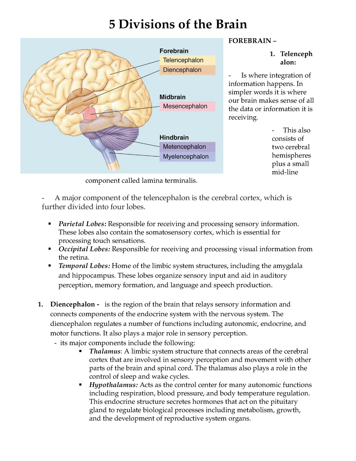 What Are The 3 Main Divisions Of The Brain