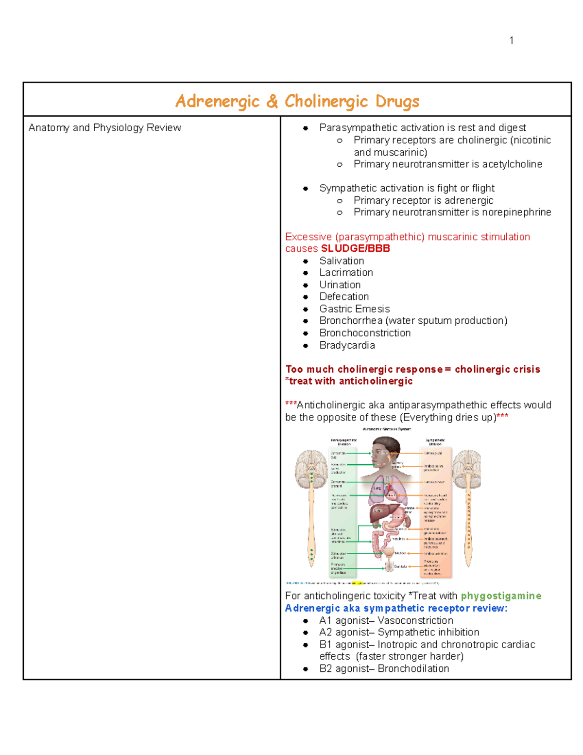 354 Notes 2.0 - Adrenergic & Cholinergic Drugs Anatomy and Physiology ...