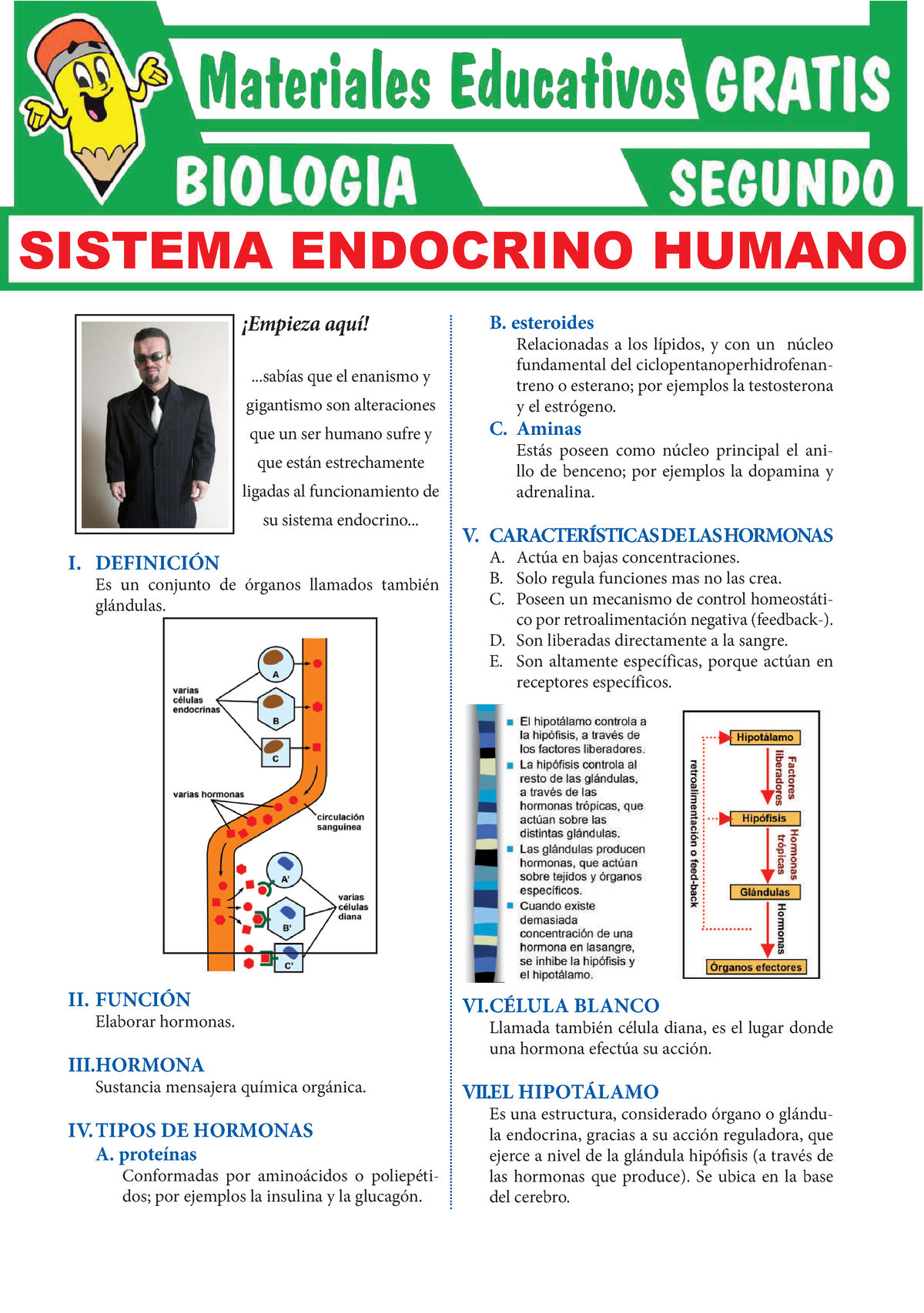 Partes del Sistema Endocrino para Segundo Grado de Secundaria Empieza aquí ías que el