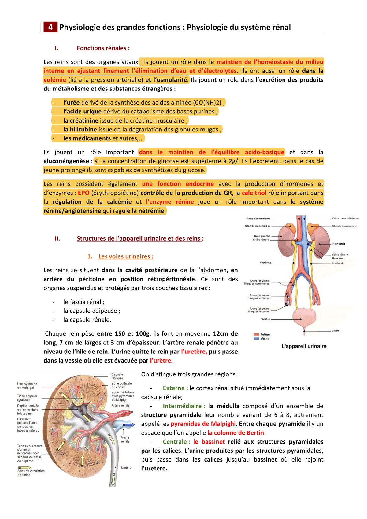 Physiologie Rénale Cour X 4 X Physiologie Des Grandes Fonctions Physiologie Du Système 5360