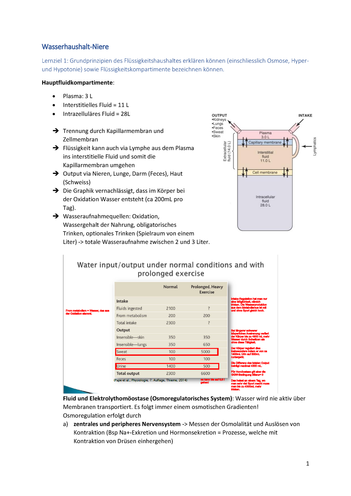 Zf Wasserhauhalt Niere Anatomy And Physiology I 376 0151 00l Eth Studocu