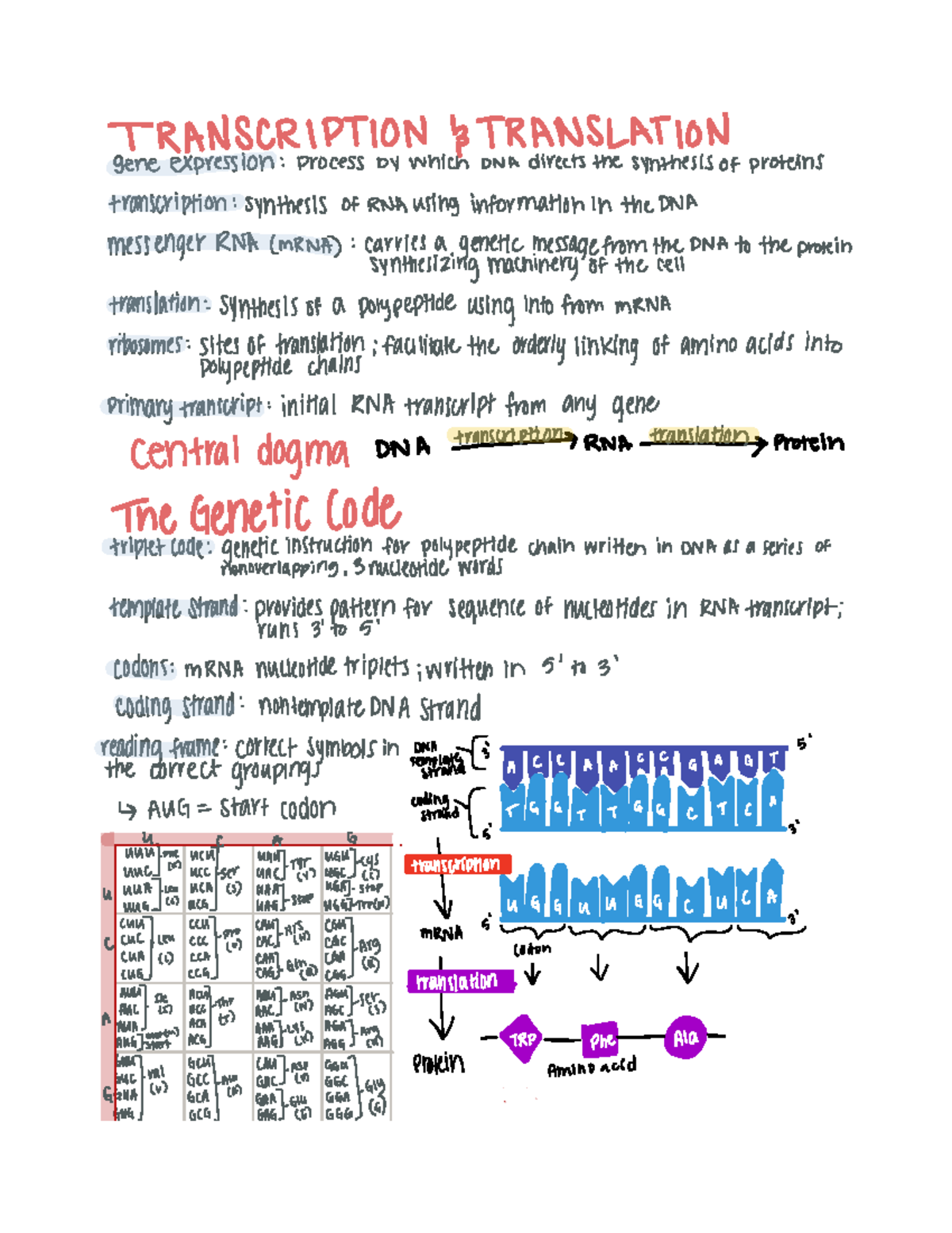 Book Notes Chapter 17 Gene Expression - TRANSCRIPTION 13 TRANSLATION ...