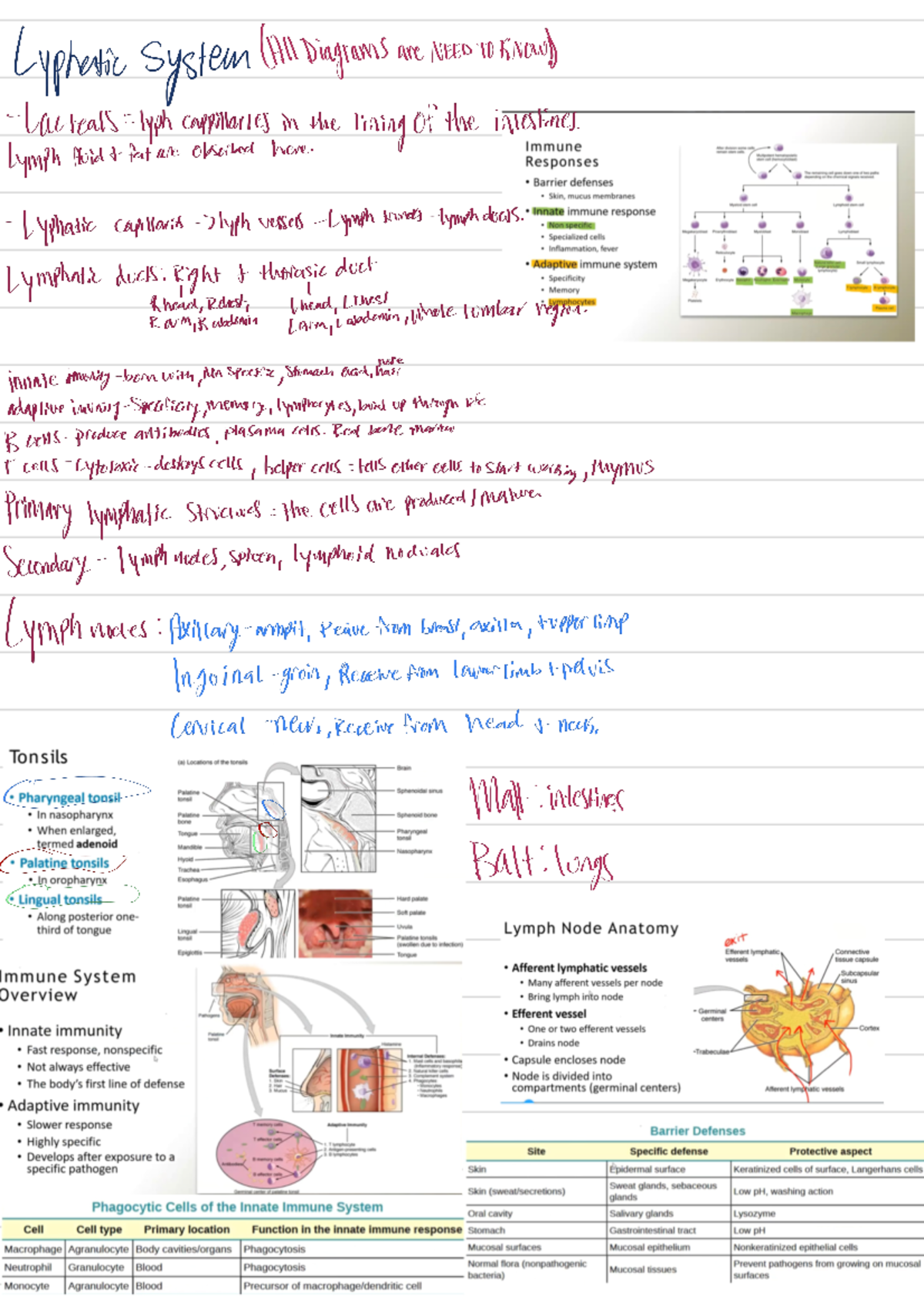 Exam 2 - Notes On The 2nd Exam - BIO-211-001 - Studocu