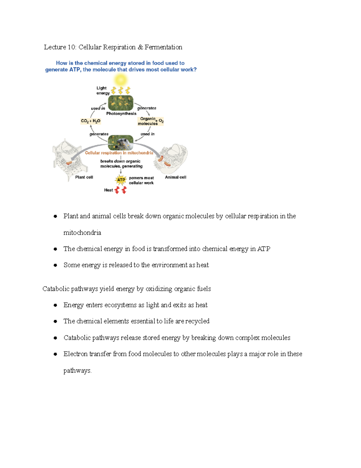 Biology Notes After Exam 2 - Lecture 10: Cellular Respiration ...