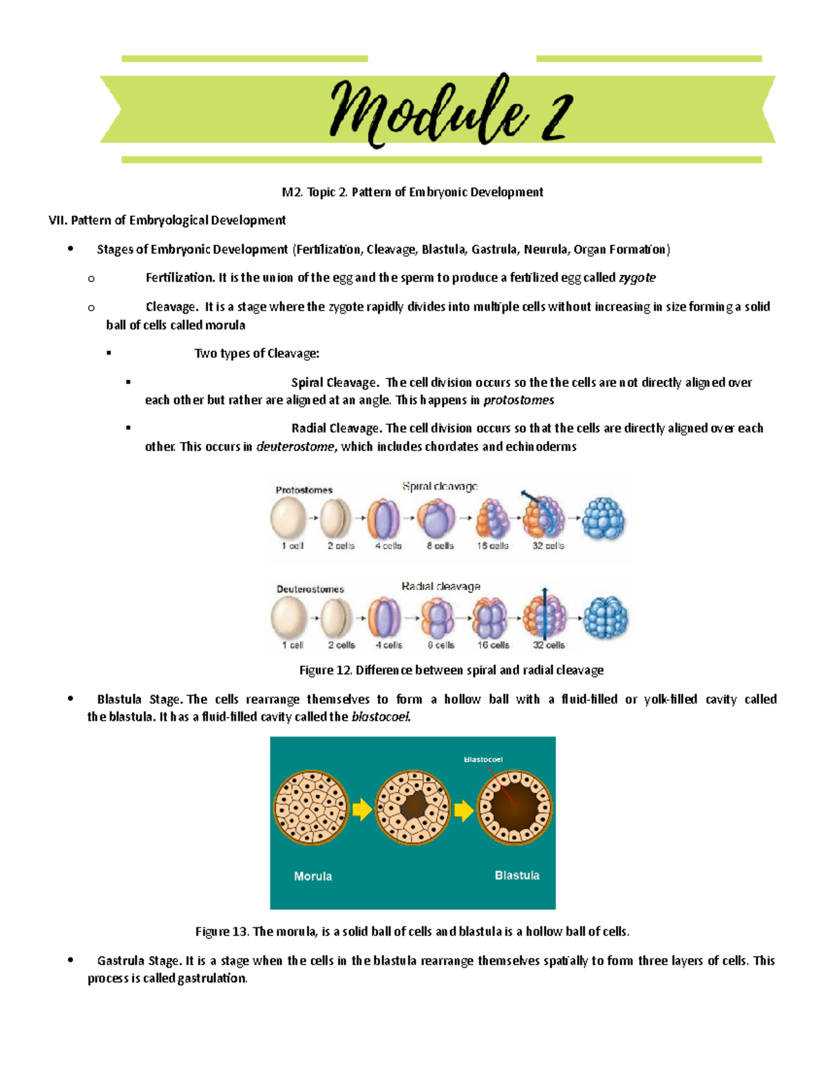 M2 - Pattern of Embryonic Development - M2. Topic 2. Pattern of ...