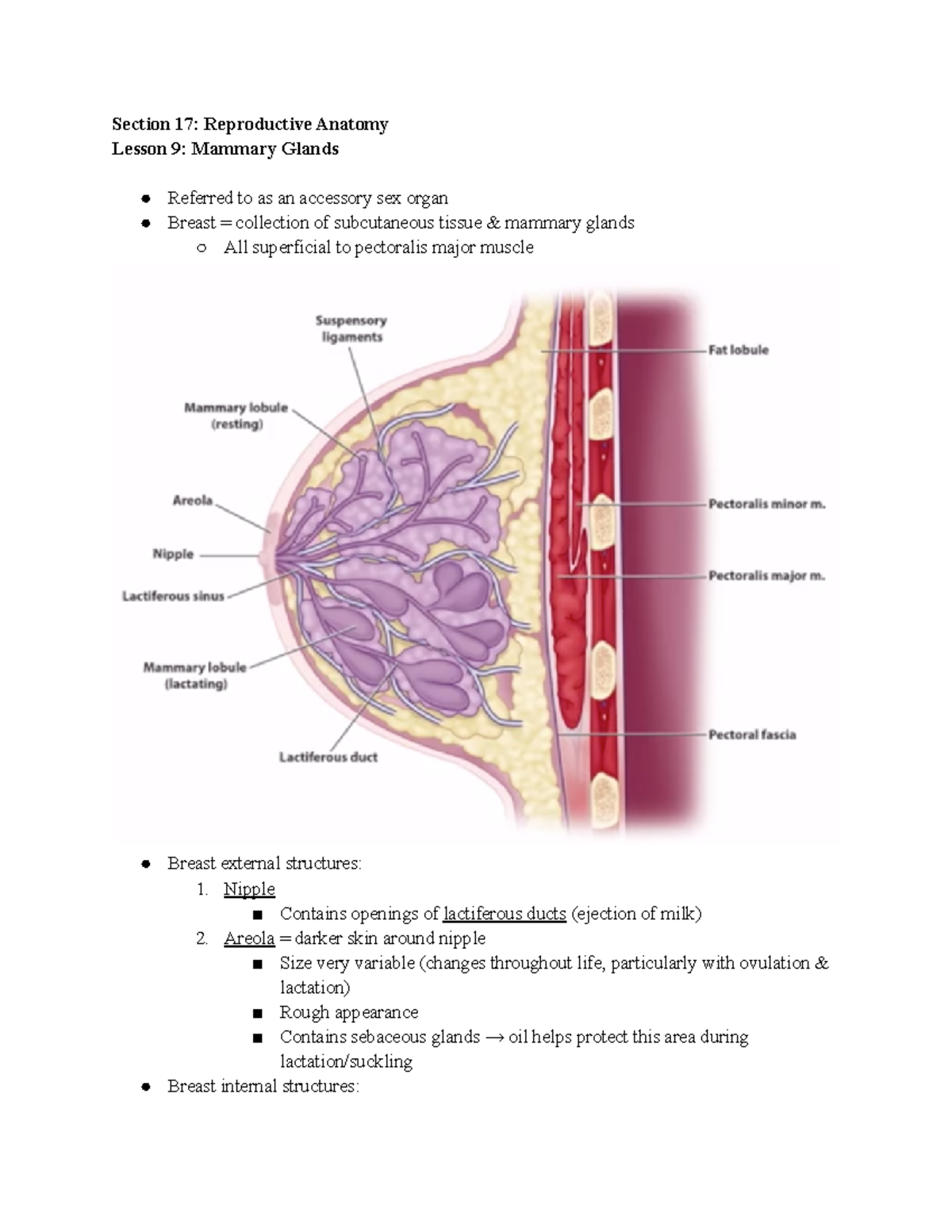 8 Mammary Glands Notes on the female breasts, including external structures (nipple and