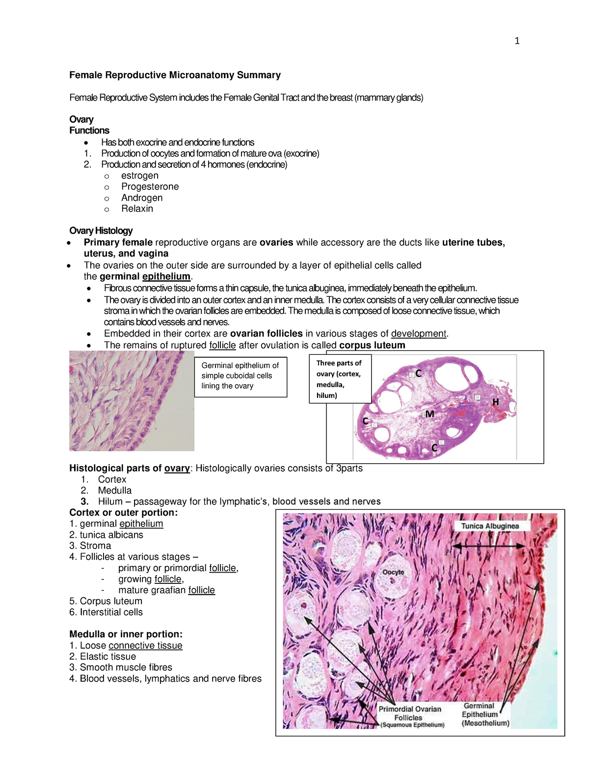 Female Reproductive Microanatomy Summary 1 - Female Reproductive ...