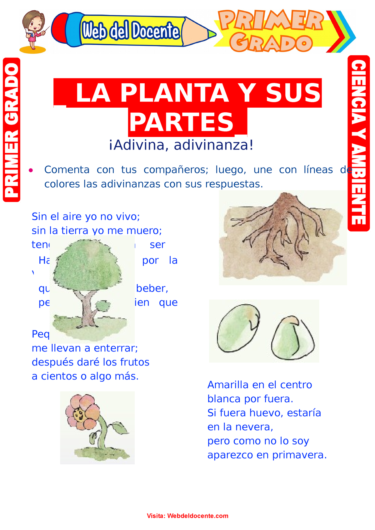 La Planta Y Sus Partes Para Primer Grado De Primaria La Planta Y