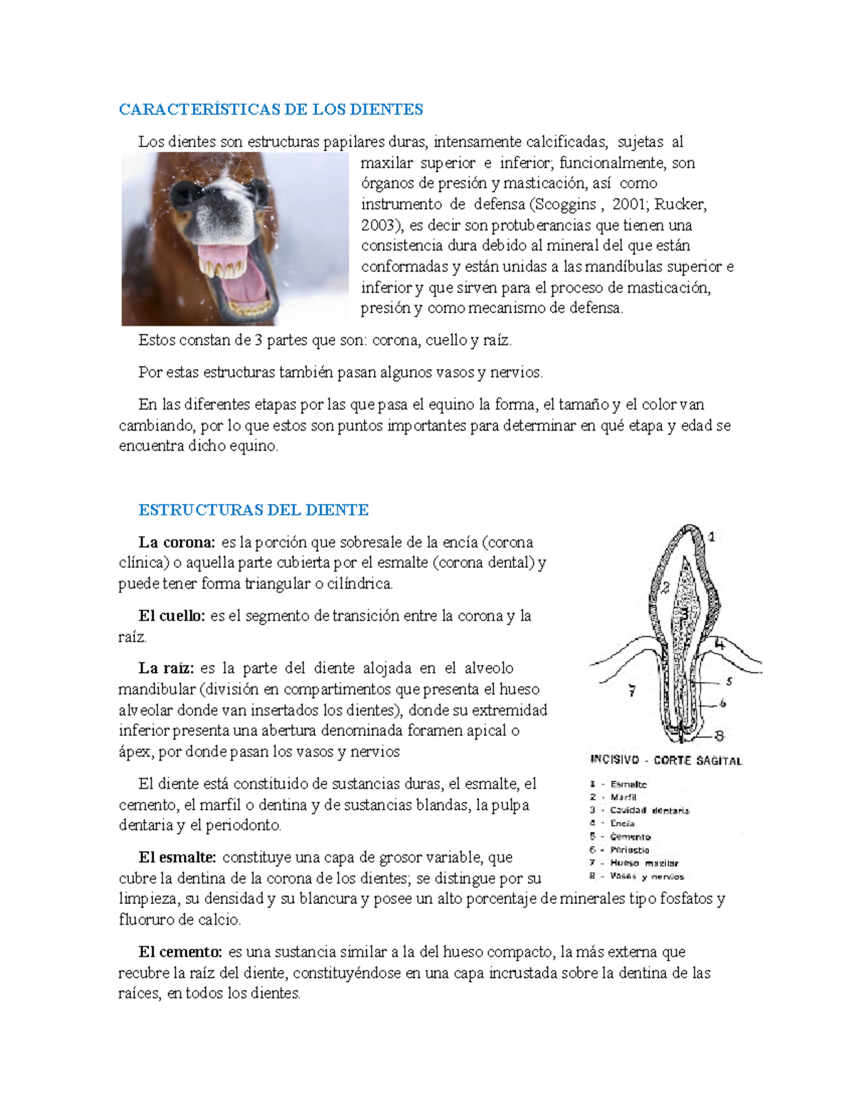 Dentadura Equina Escrito sobre las características y fórmula dentaria
