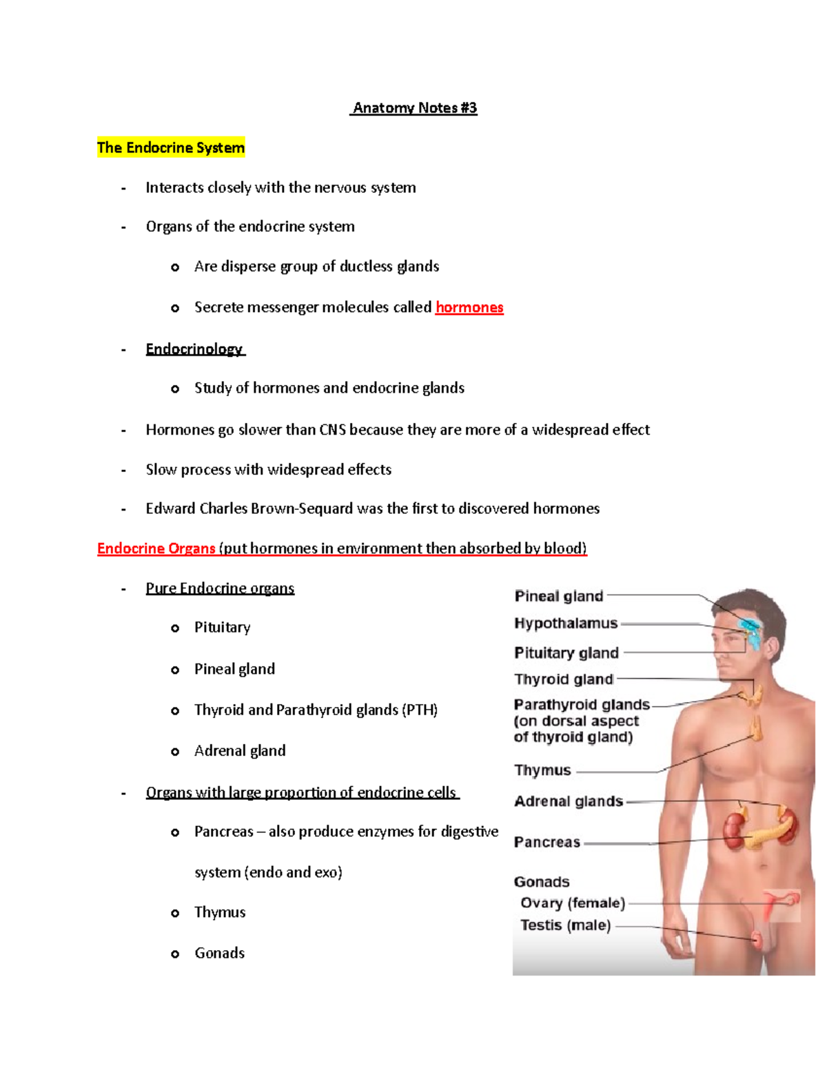 Anatomy Notes #3 - Anatomy Notes # The Endocrine System - Interacts ...