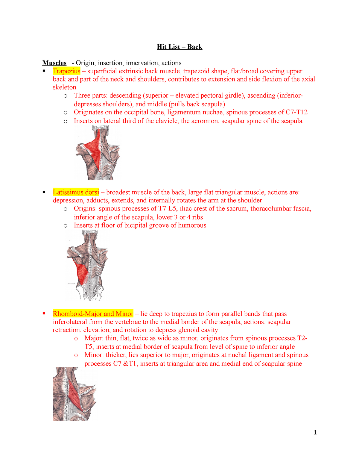Back Anatomy - Hit List – Back Muscles - Origin, insertion, innervation ...