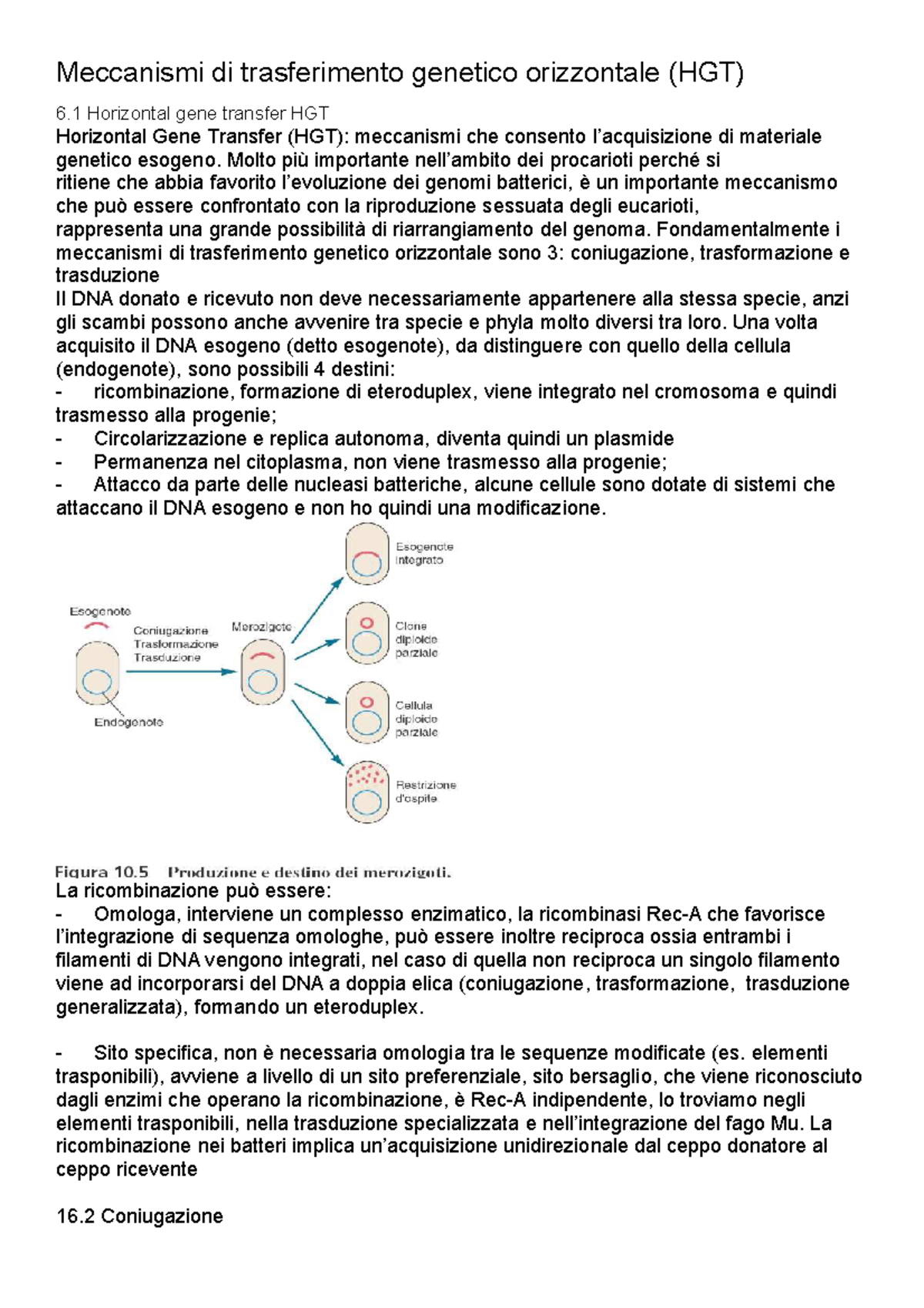 Meccanismi di trasferimento genetico orizzontale (HGT) - Molto più ...