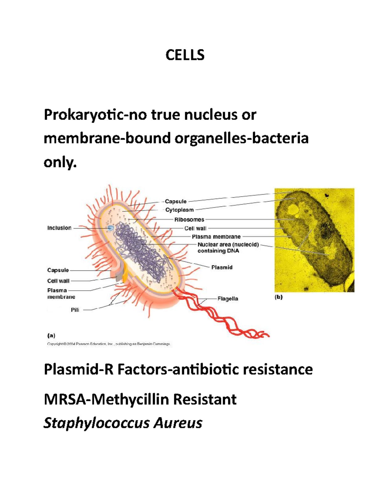 Cells of the worksheet - CELLS Prokaryotic-no true nucleus or membrane ...