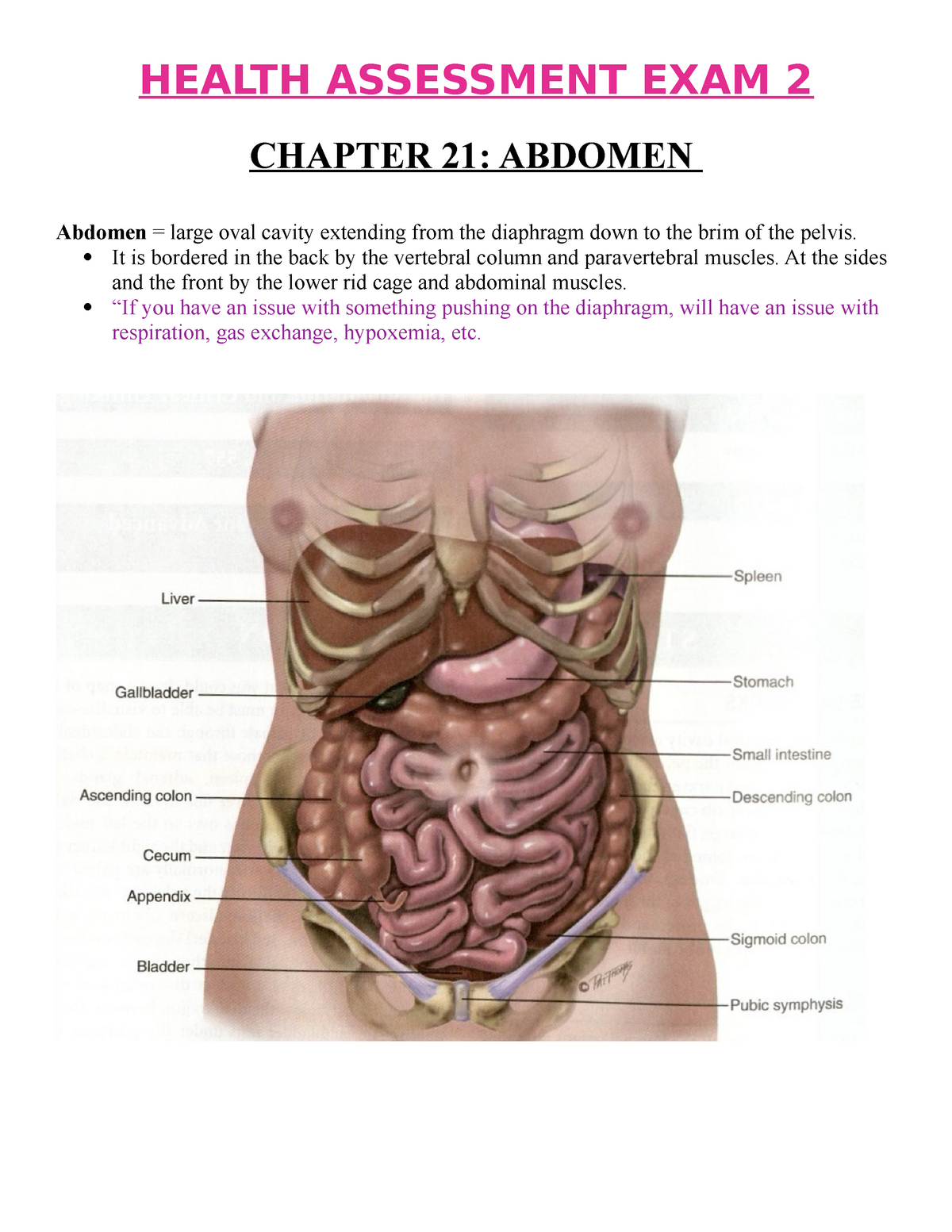 Health Assessment Exam 2 Notes The Abdomen Chapter 21 Complete