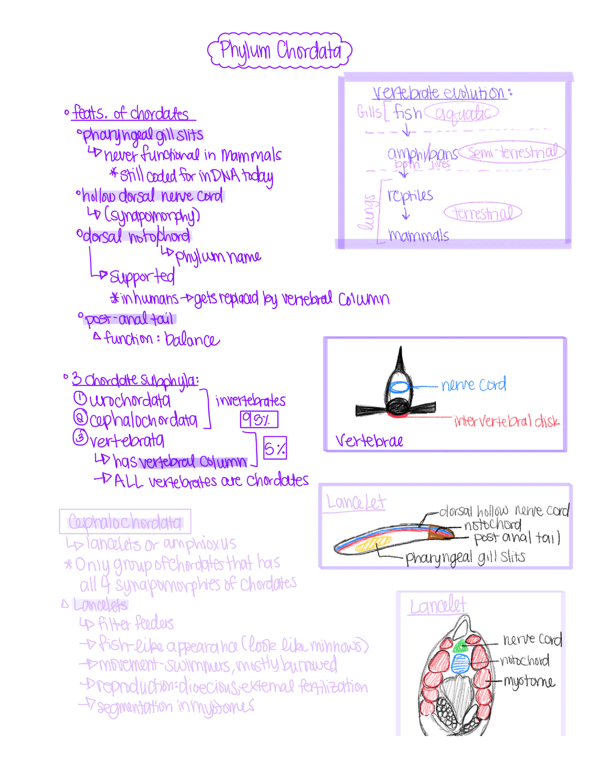 → segmentation in mistimes - BIOL 1407 - LSC - Studocu