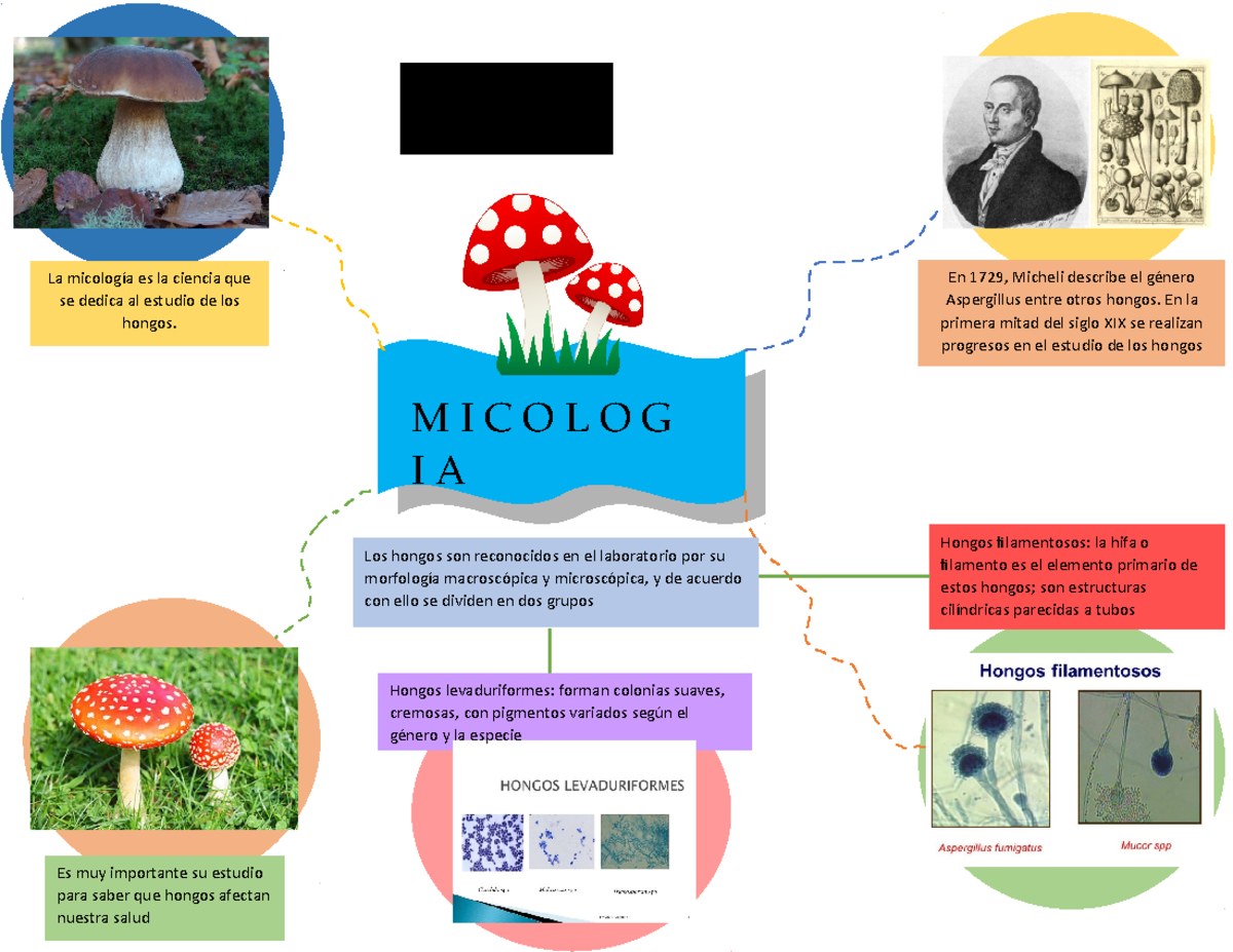 Micologia - Apuntes 1 - ALEJANDRA GONZALEZ ARIAS 605 MATUTINO Hongos