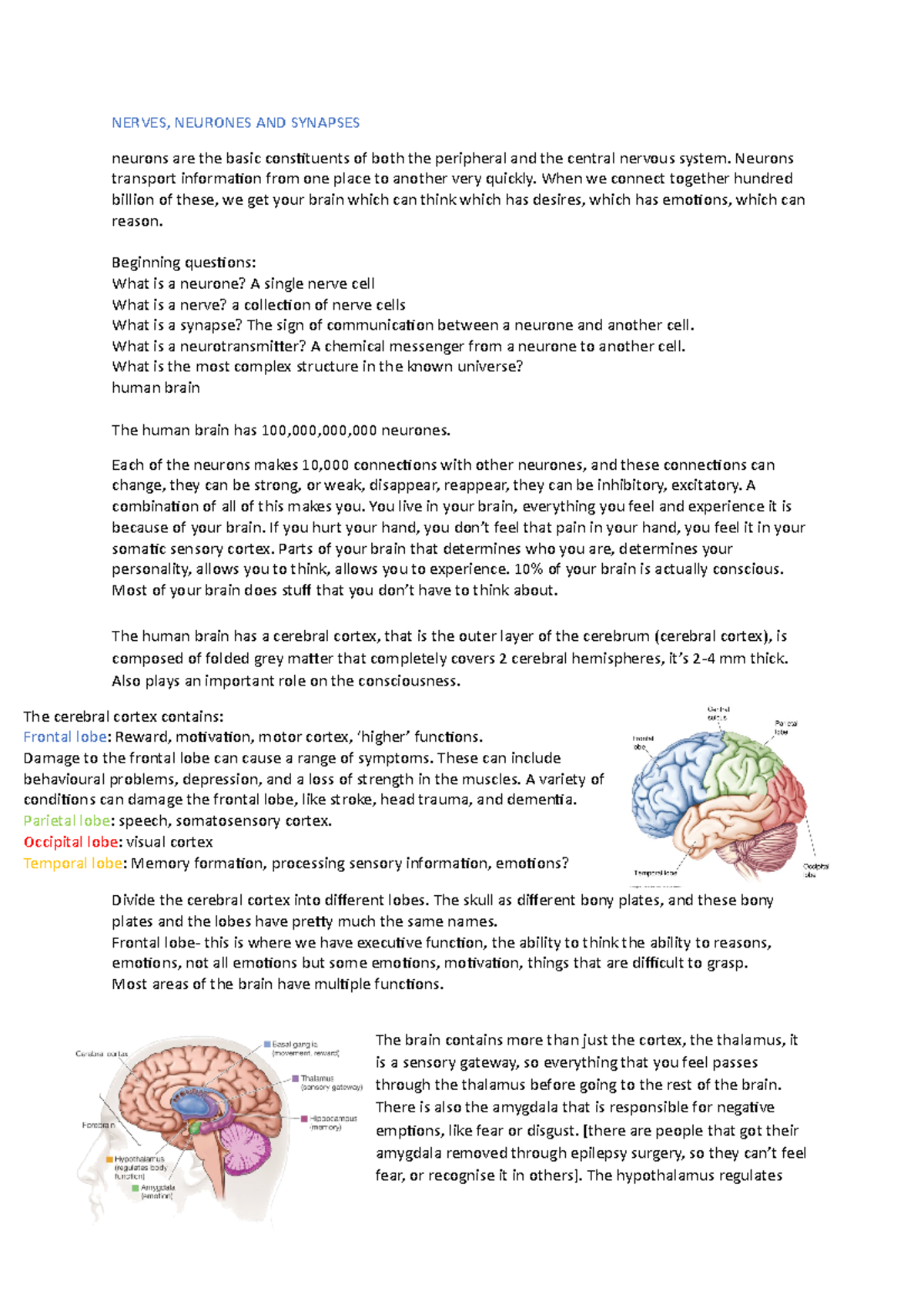 Hap lesson 3 - lecture talking about the human brain - NERVES, NEURONES ...