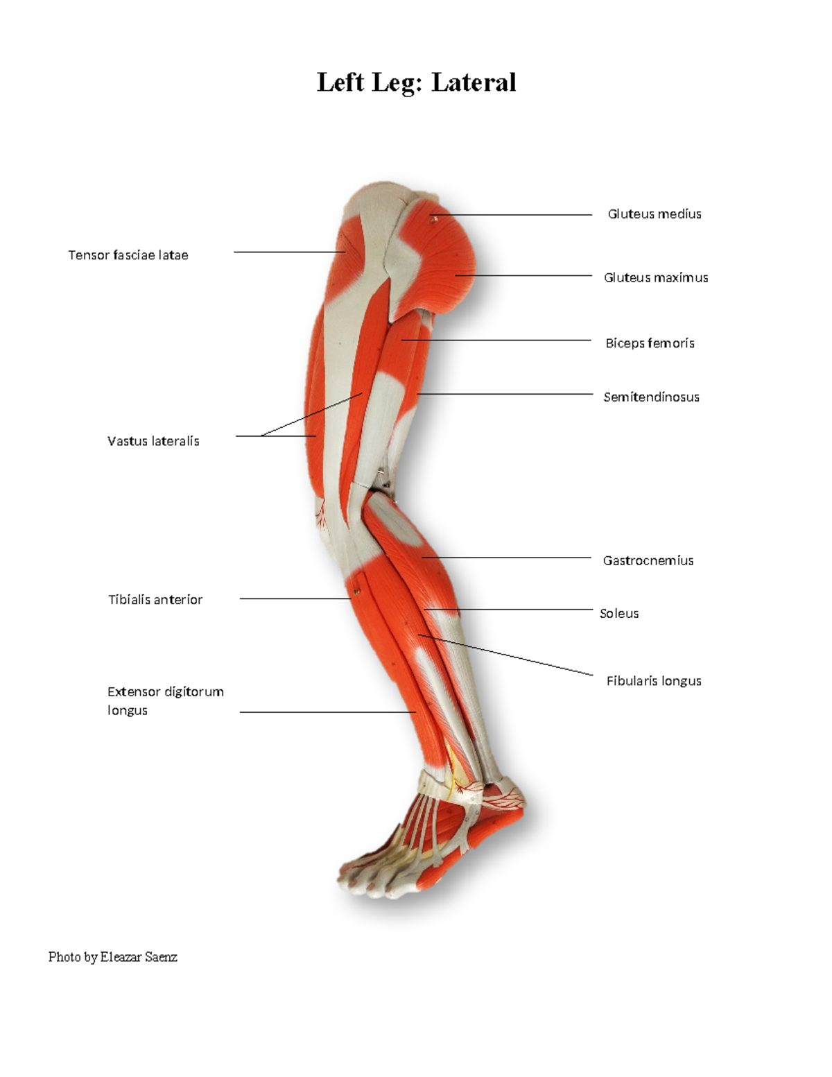 Leg Muscles-2 - Left Leg: Lateral Vastus lateralis Biceps femoris ...