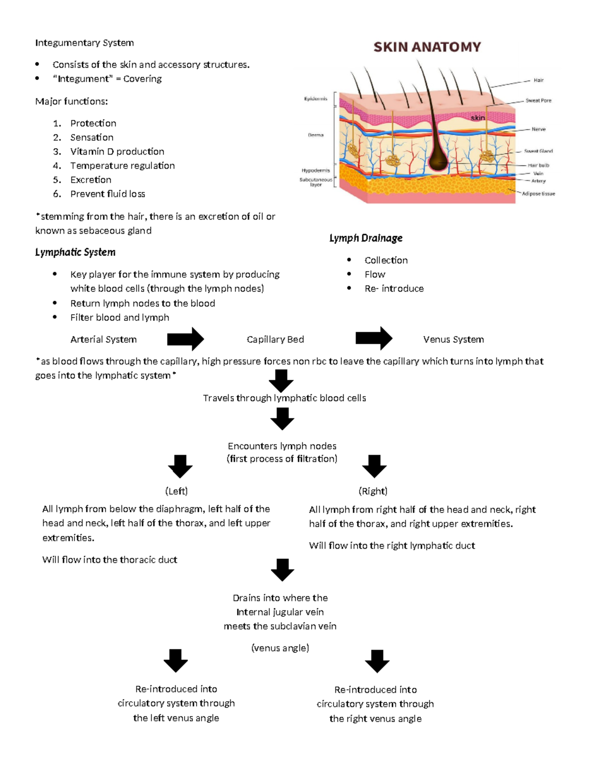Integumentary System - brief discussion and notes - Integumentary ...