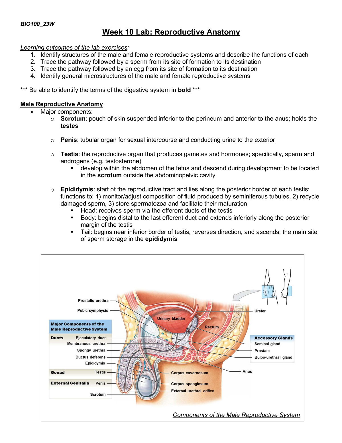 Anatomy Lab 10 - lab - Week 10 Lab: Reproductive Anatomy Learning ...