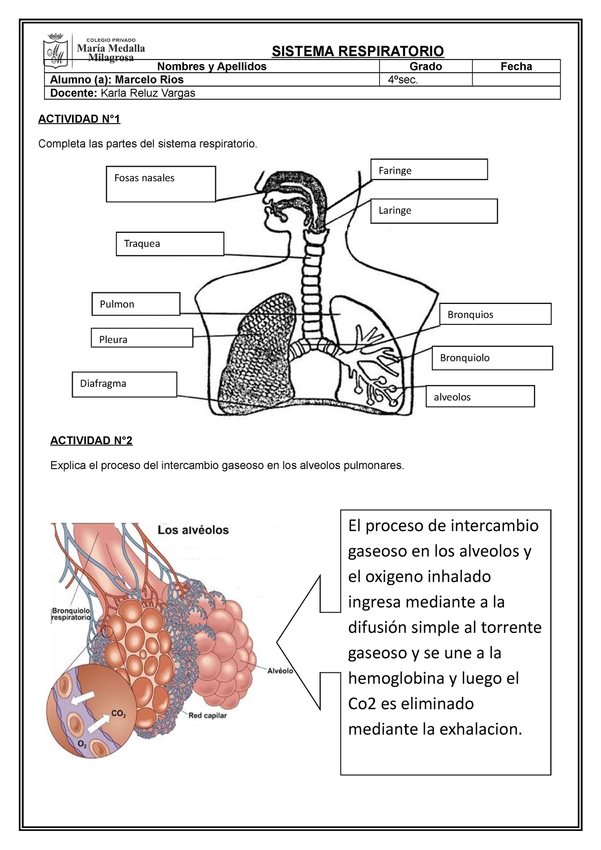 Ficha Del Sistema Respiratorio 4to Secunadaria Terminado Sistema