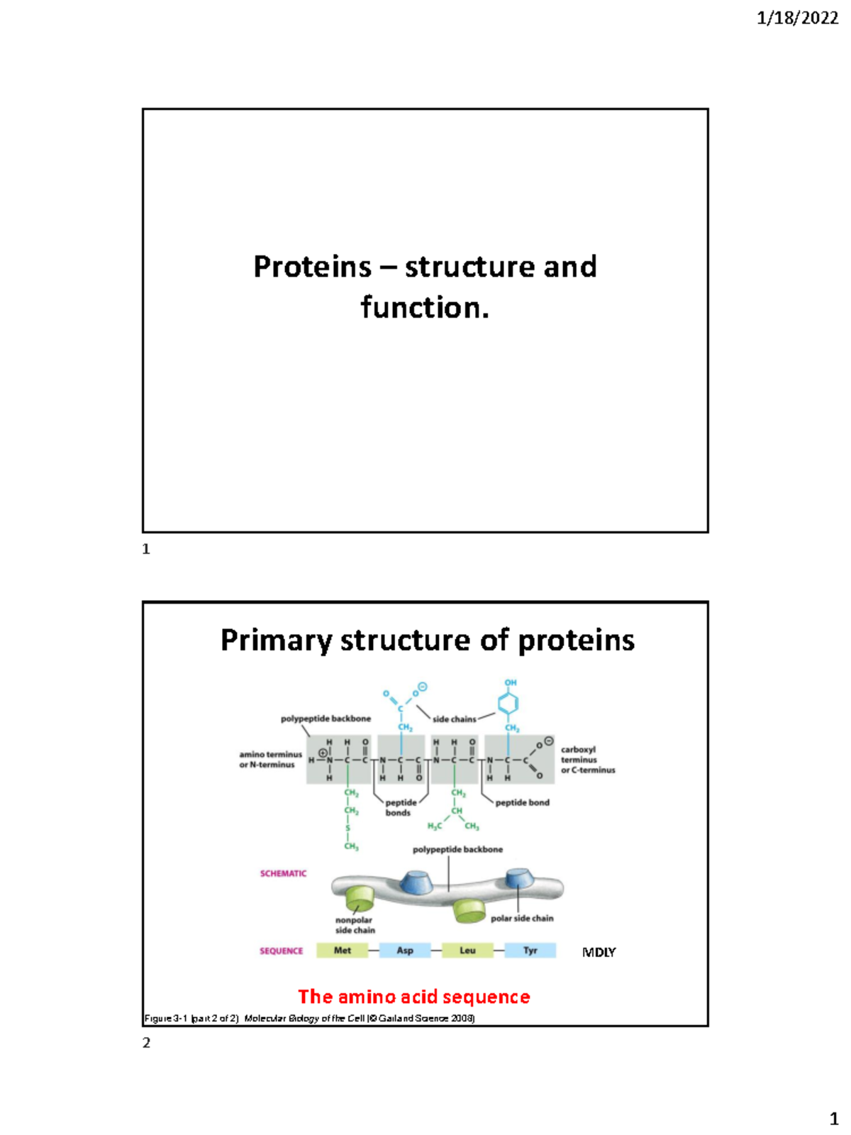 Lecture 4 Notes Proteins structure and function. Primary