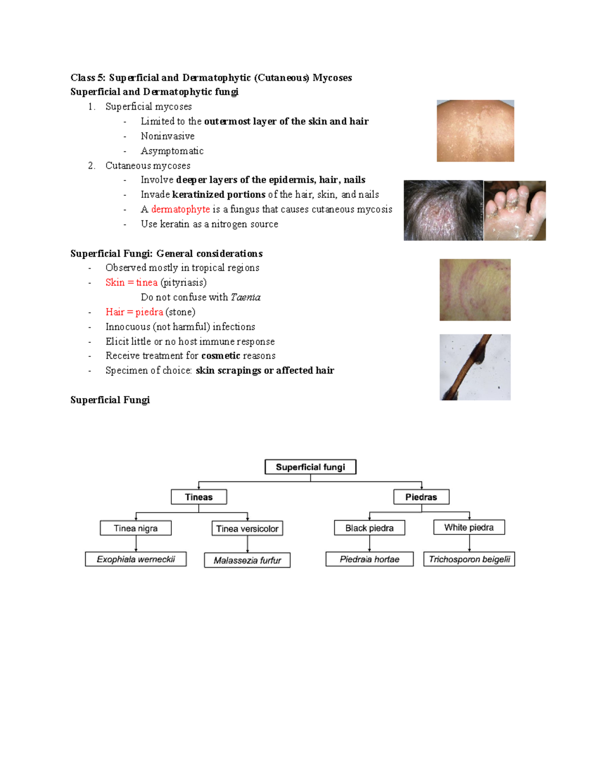 Class 5 Superficial And Dermatophytic Mycoses - Class 5: Superficial ...