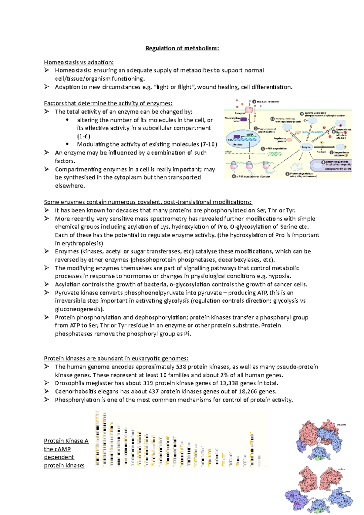 Regulation of metabolism - Regulation of vs Homeostasis: ensuring an ...