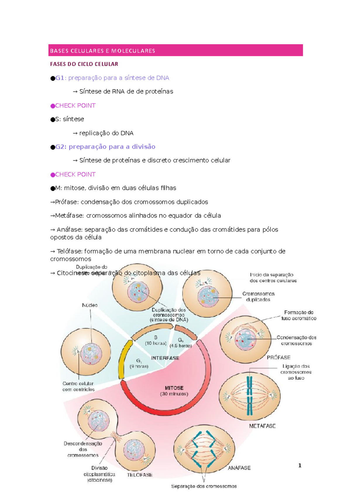 Apoptose e ciclo celular - BASES CELULARES E MOLECULARES FASES DO CICLO ...