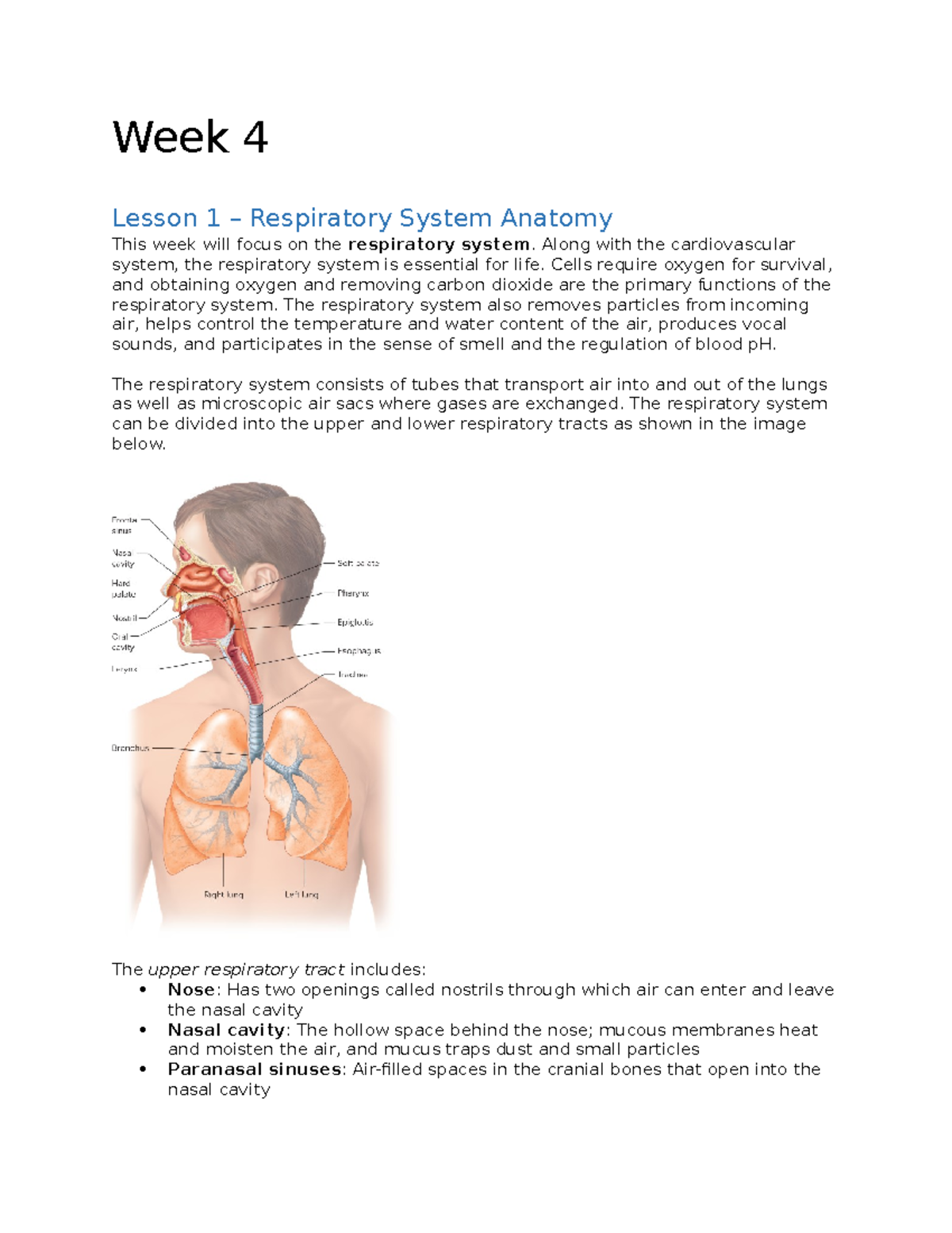 Week 4 - Dr. Ghazala Nathu - Week 4 Lesson 1 – Respiratory System ...