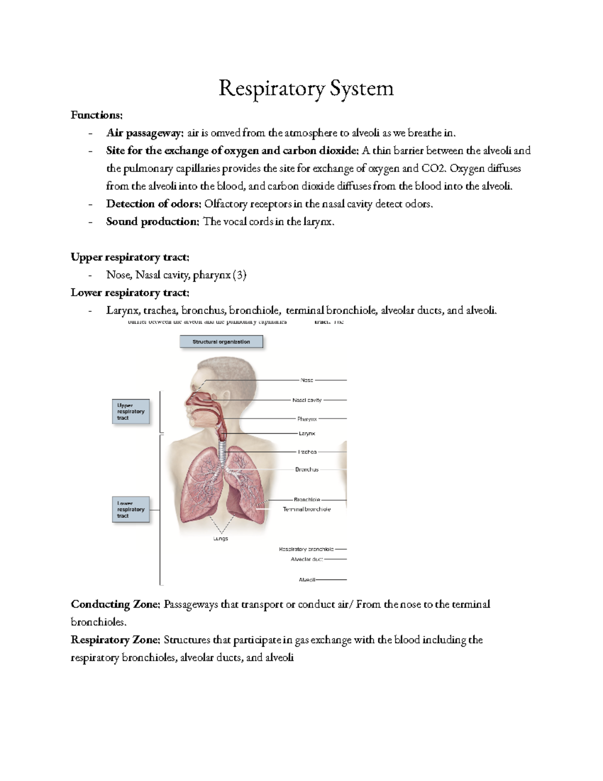 Exam 2 Respiratory System - Respiratory System Functions: - Air ...