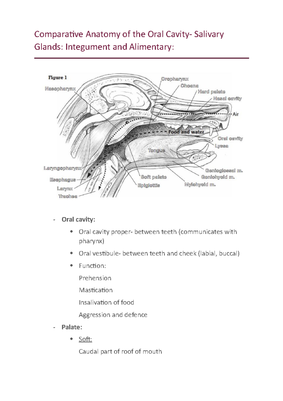 Correctly Label The Following Anatomical Features Of The Oral Cavitylibrary Detail Html - 91ttzql