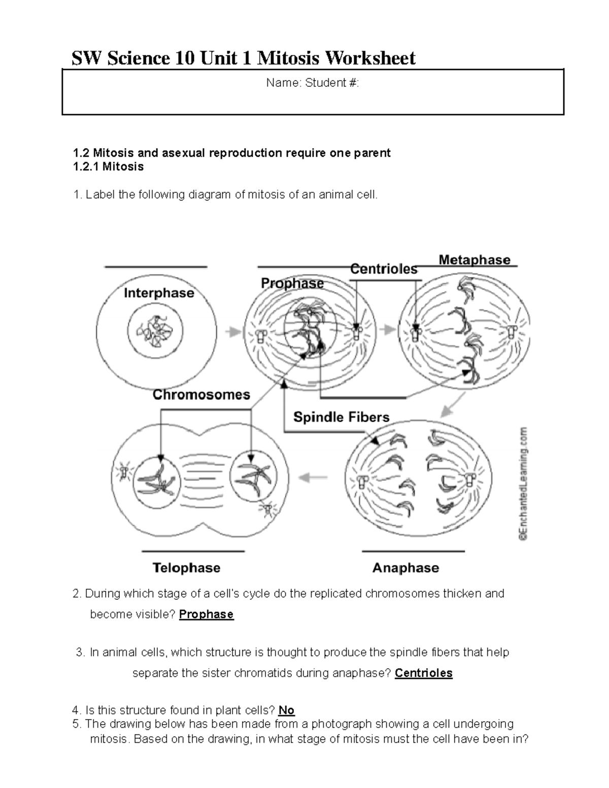 SW Science 10 Unit 1 Mitosis Worksheet - SW Science 10 Unit 1 Mitosis ...