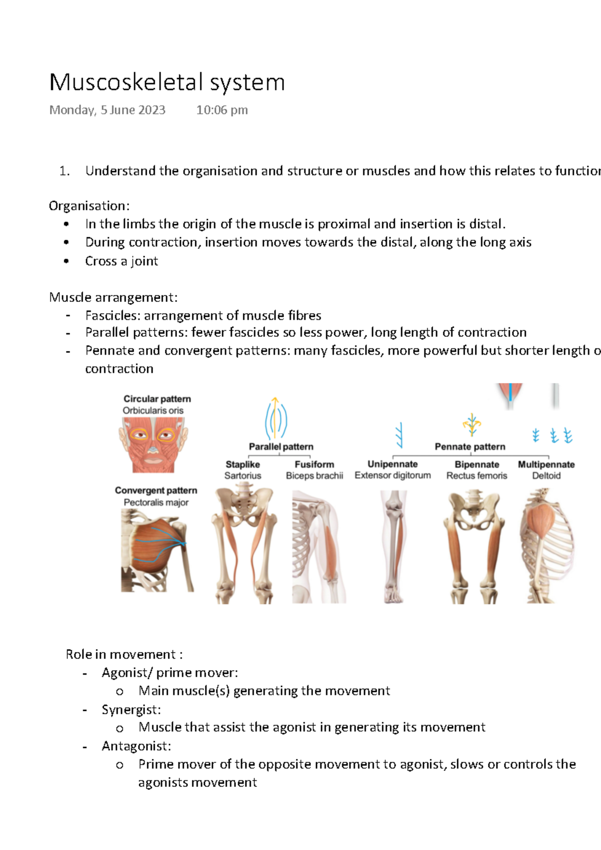 Muscoskeletal system - Understand the organisation and structure or ...