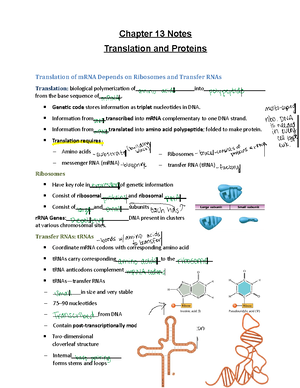 Exam 3 Material - Notes including DNA structure and analysis, The ...