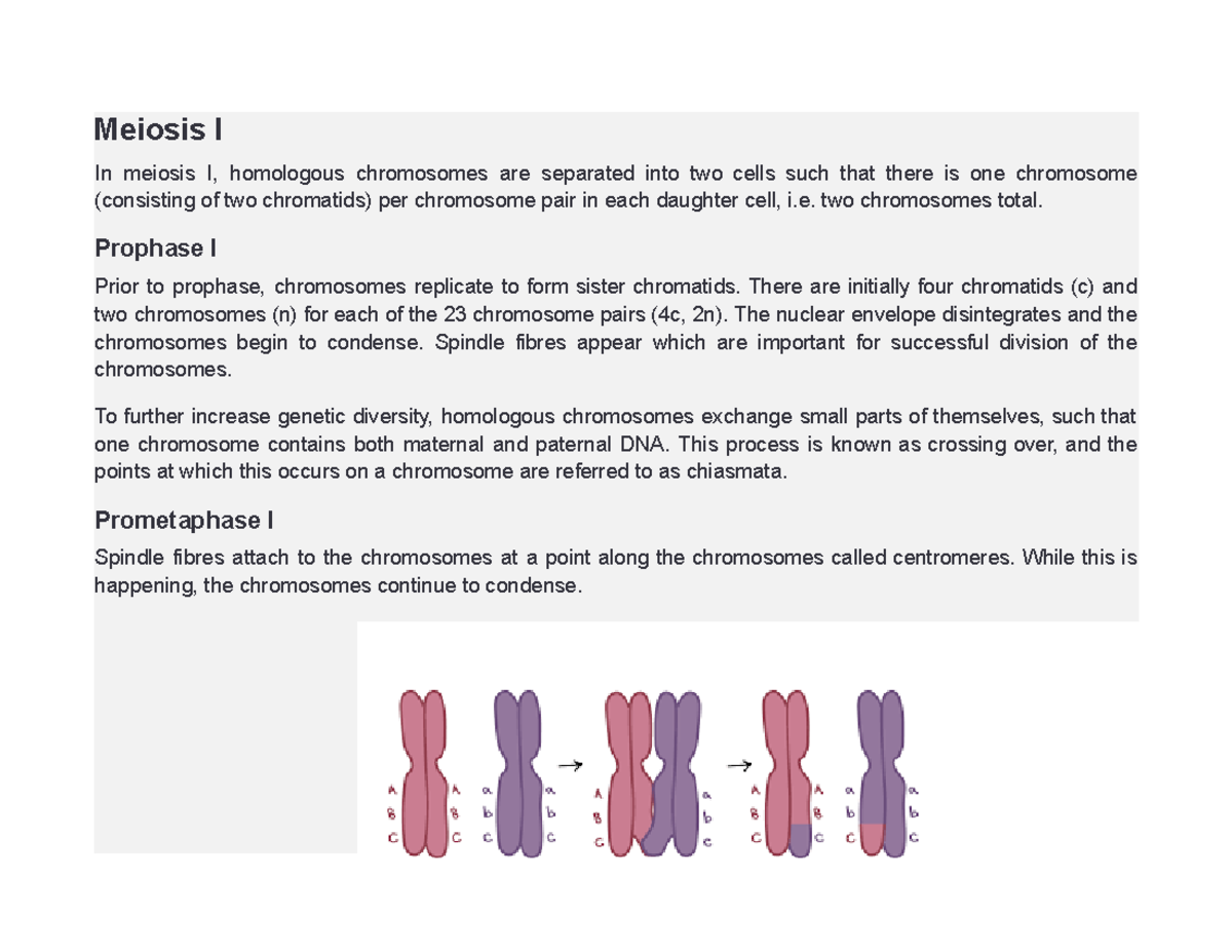 Meiosis two chromosomes total. Prophase I Prior to prophase, chromosomes replicate to form