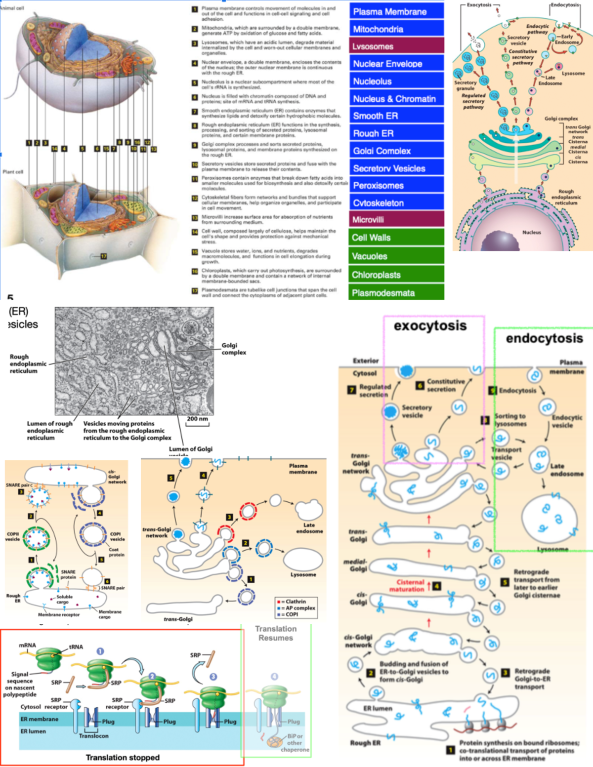 BIOL1090 - EXAM, Important Lecture Diagrams - BIOL 1090 - Studocu