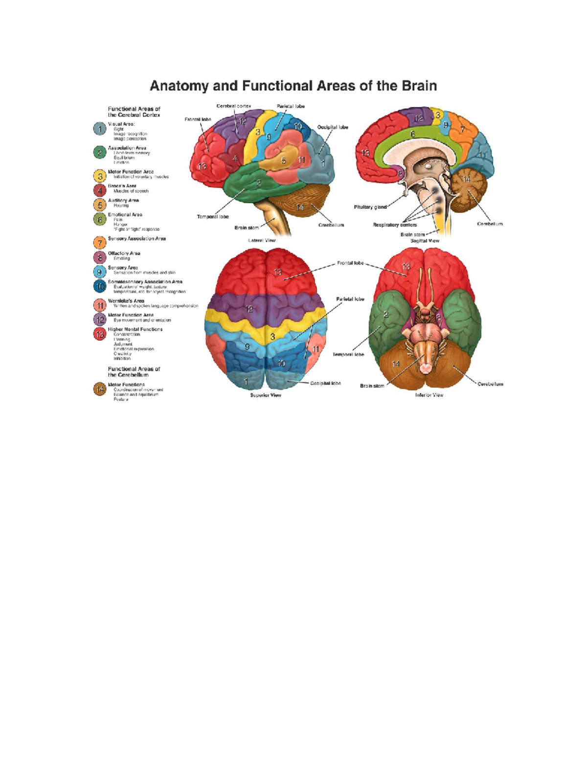 tbi case study occupational therapy