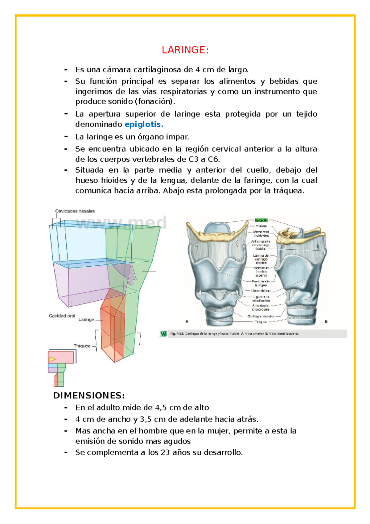 funcion de la vista parcial del encefalo y