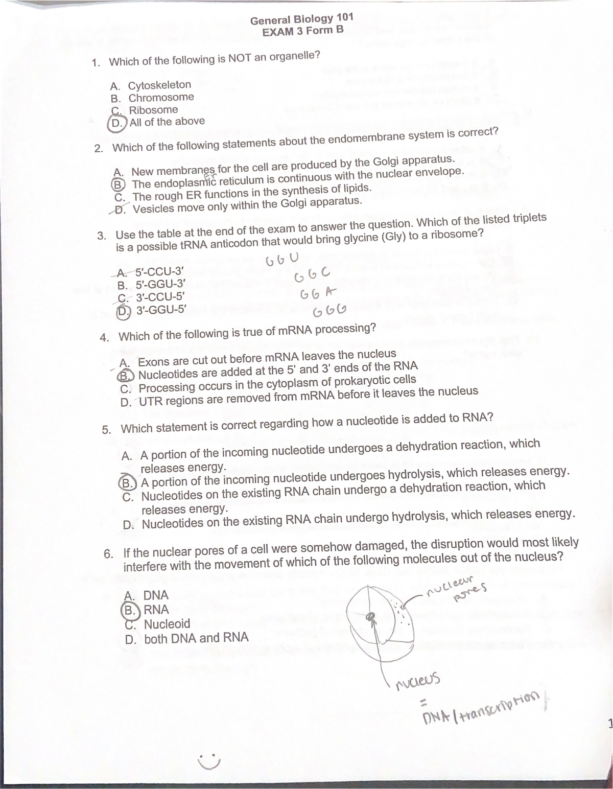 Biol 101 Exam 3 Form B - Exam 3 - BIOL101 - Studocu