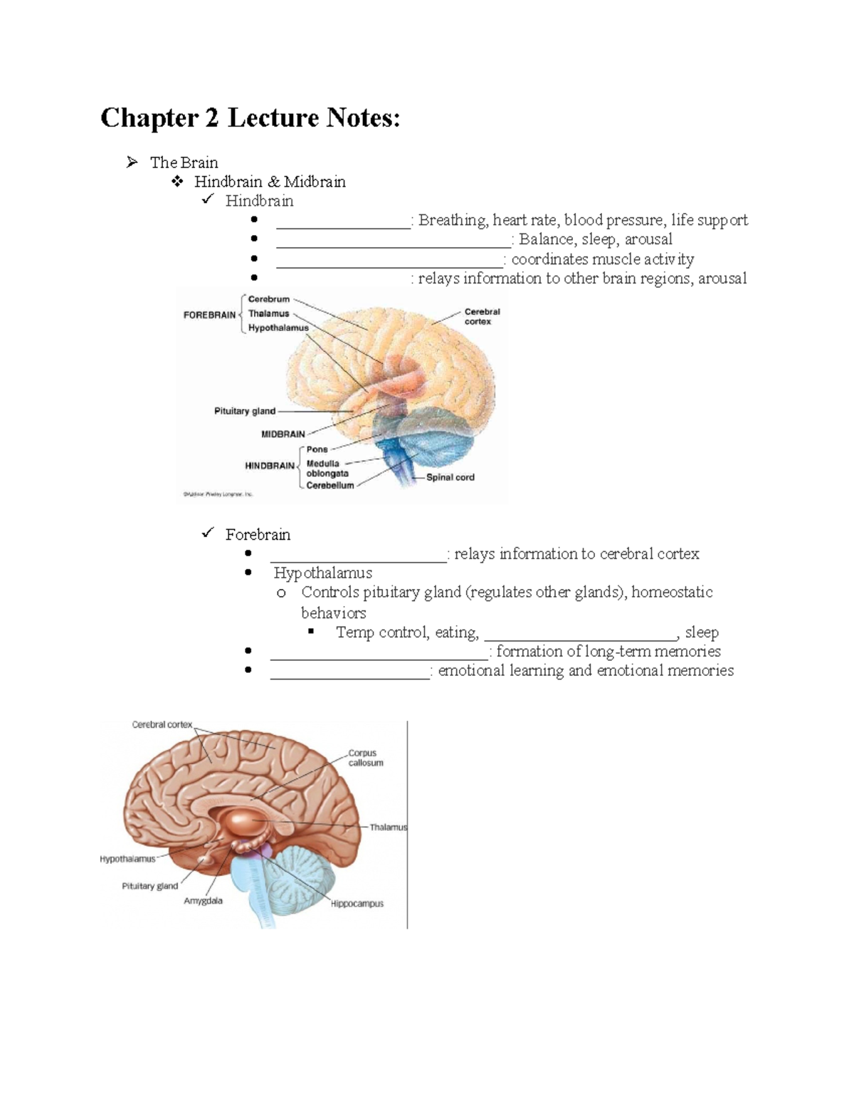 Psych 362 Chapter 2 Notes - Chapter 2 Lecture Notes: The Brain ...