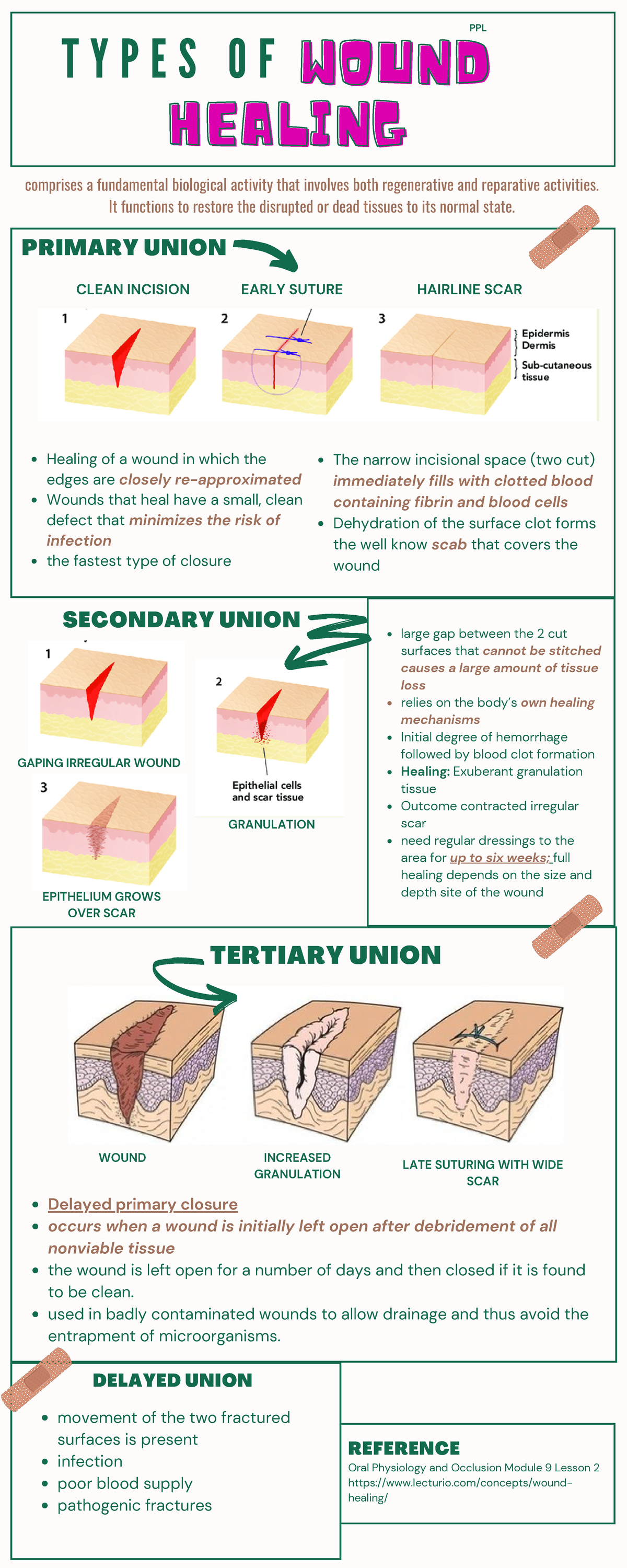 types-of-wound-healing-comprises-a-fundamental-biological-activity