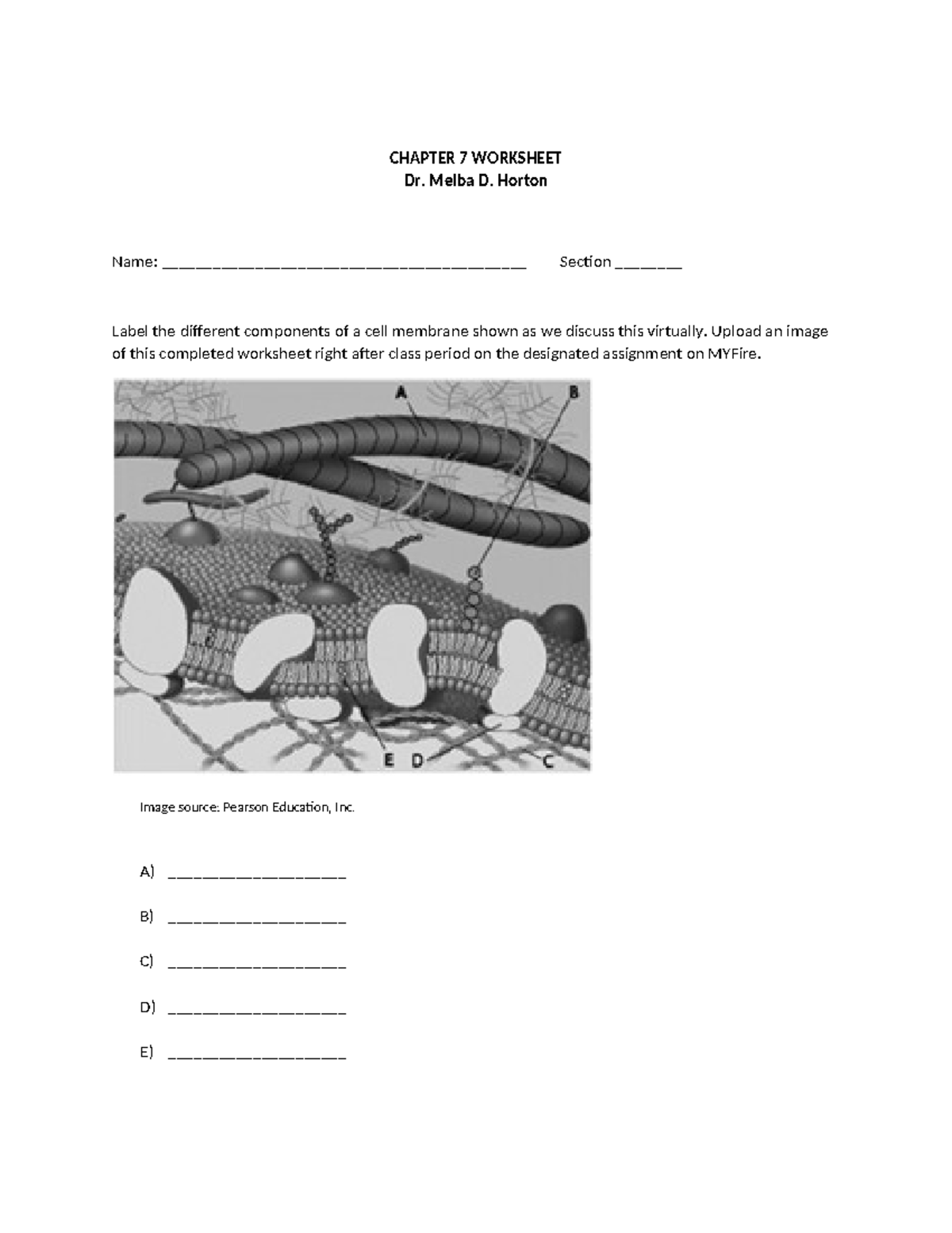 Chapter 7 - Membrane Structure Worksheet - CHAPTER 7 WORKSHEET Dr ...