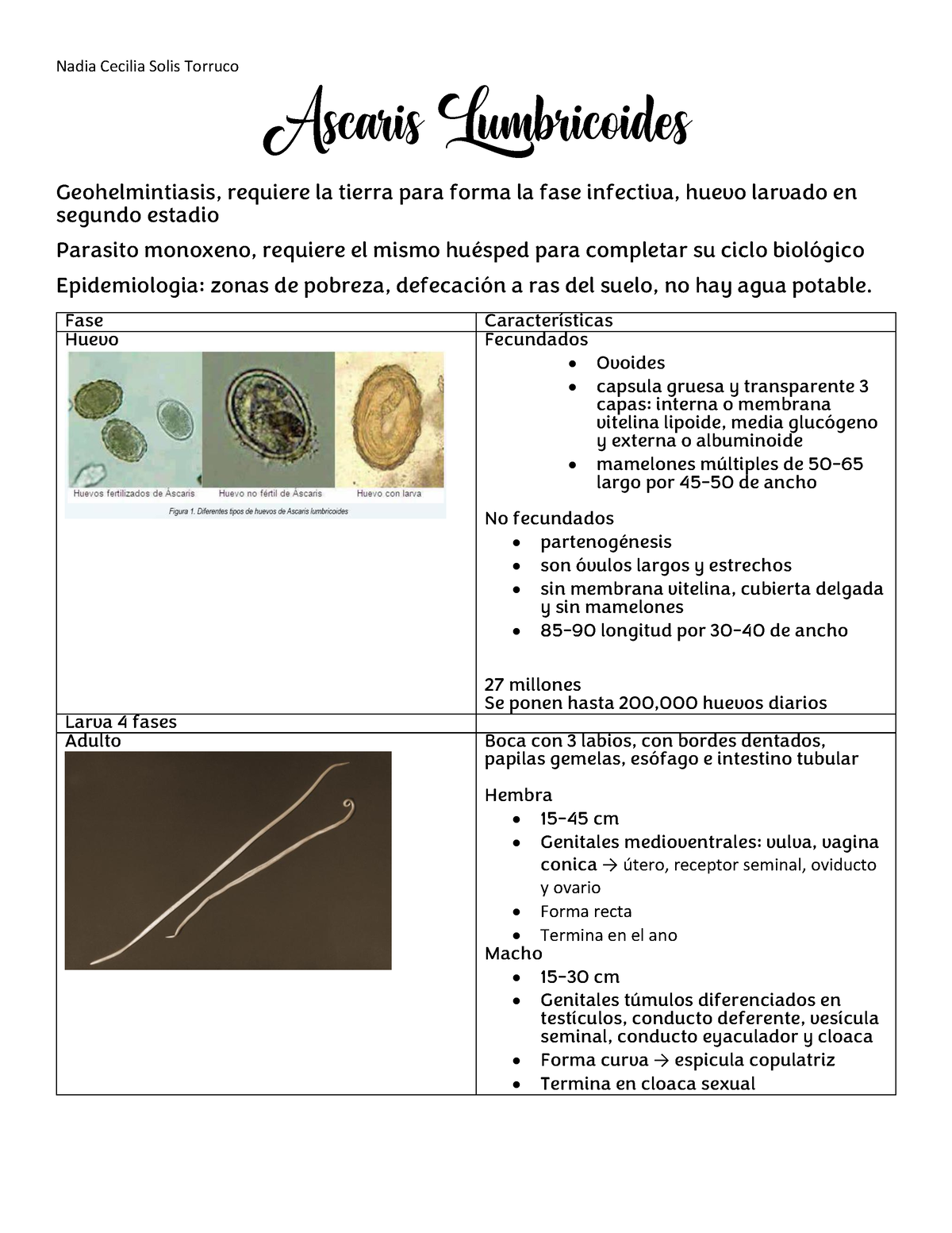 Ascaris Lumbricoides Resumen Ascaris Lumbricoides Es Un Nematodo The Best Porn Website