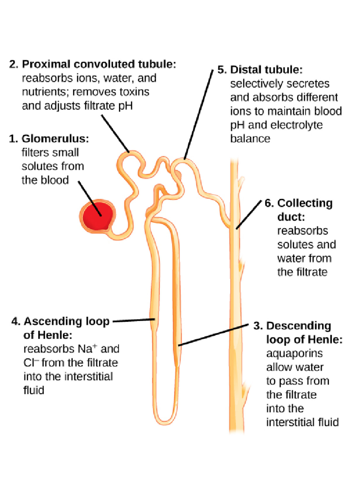 Loop of henle structure - 9700 - Studocu