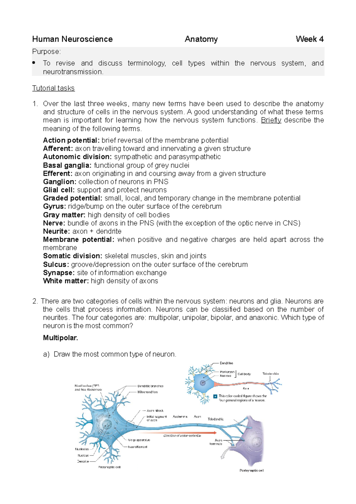 Tutorial 3 - Human Neuroscience Anatomy Week 4 Purpose: To Revise And ...