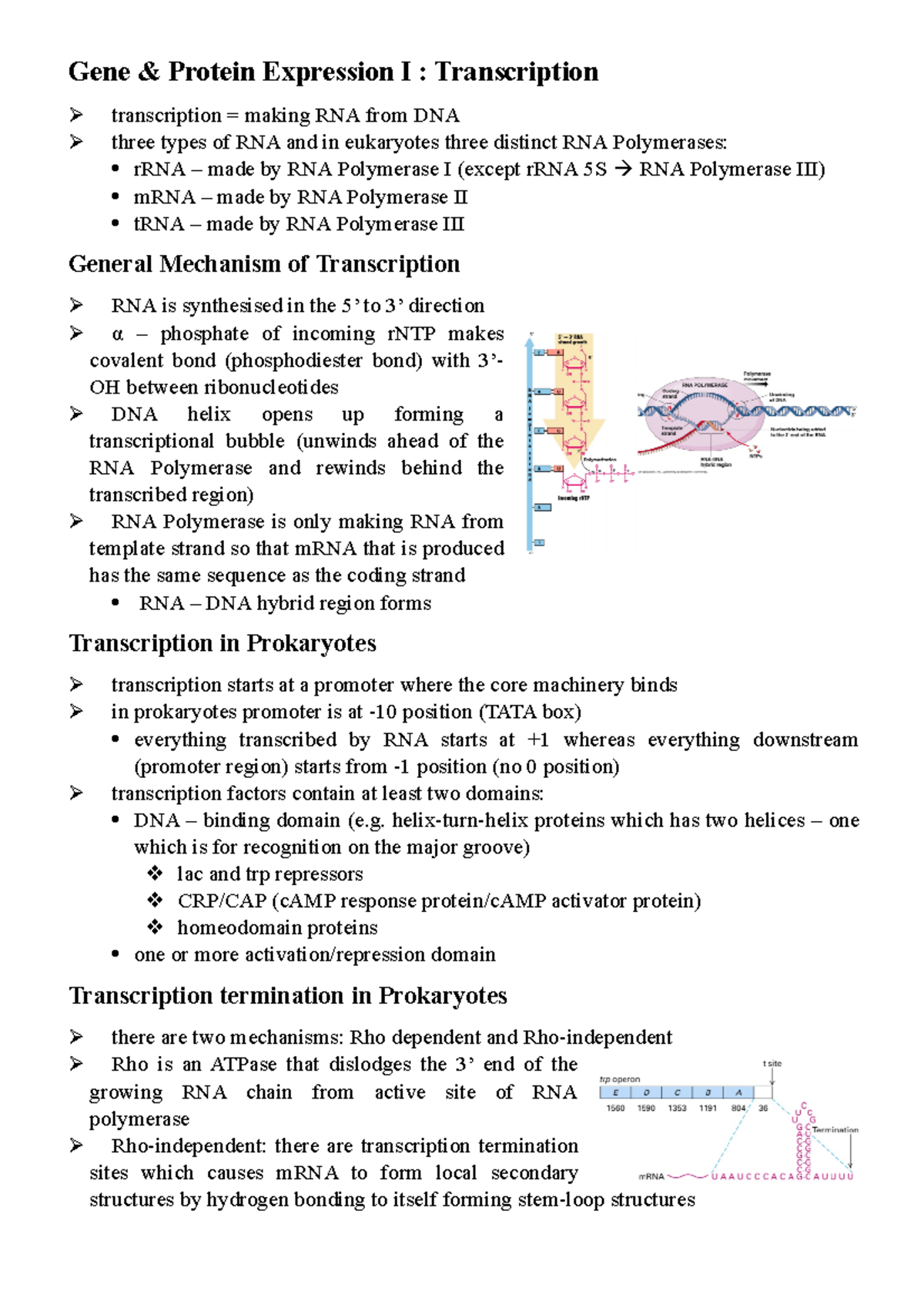 Gene & Protein Expression - Gene & Protein Expression I : Transcription ...